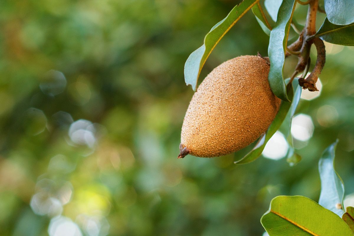 Chicozapote1.jpg