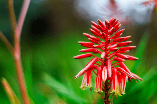 Grevillea-bg.png