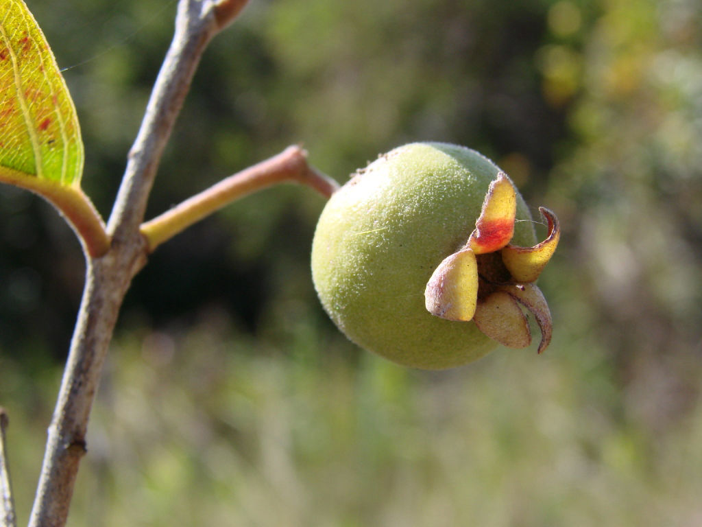 Guava3.jpg