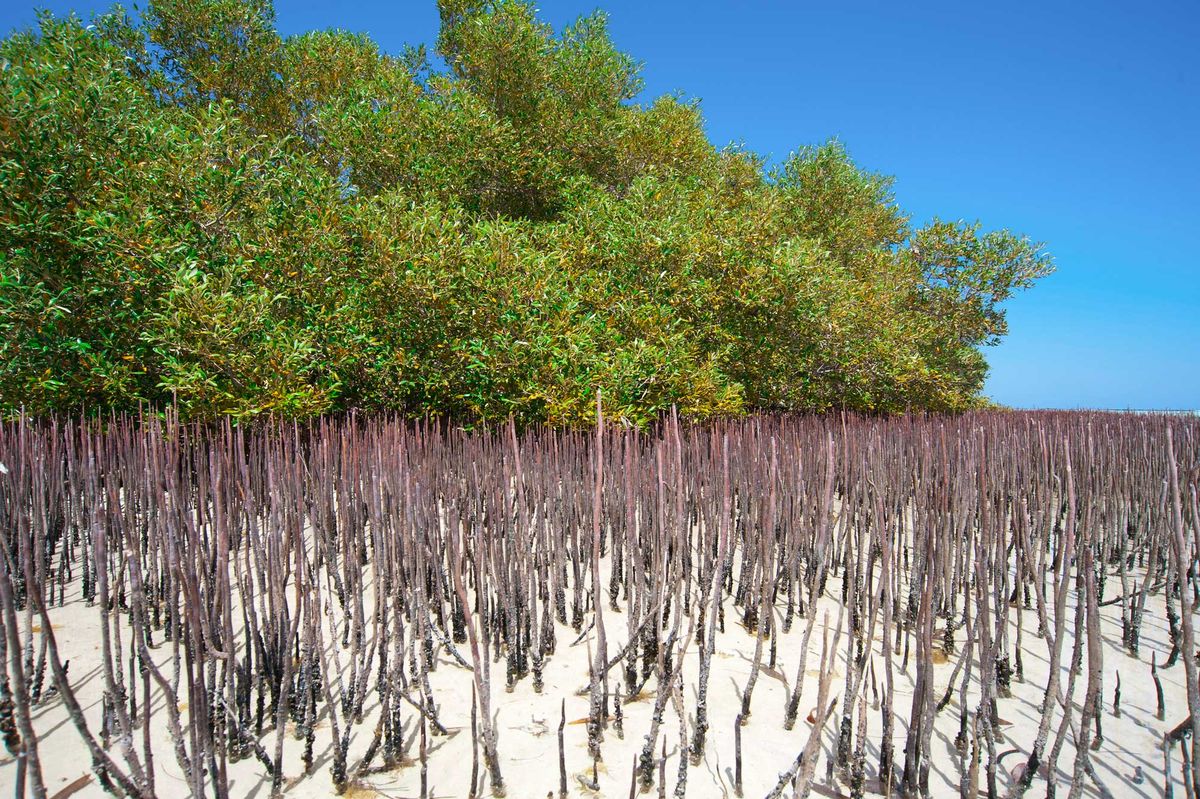 White-Mangrove3.jpg