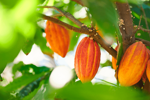 cacao-bg.png