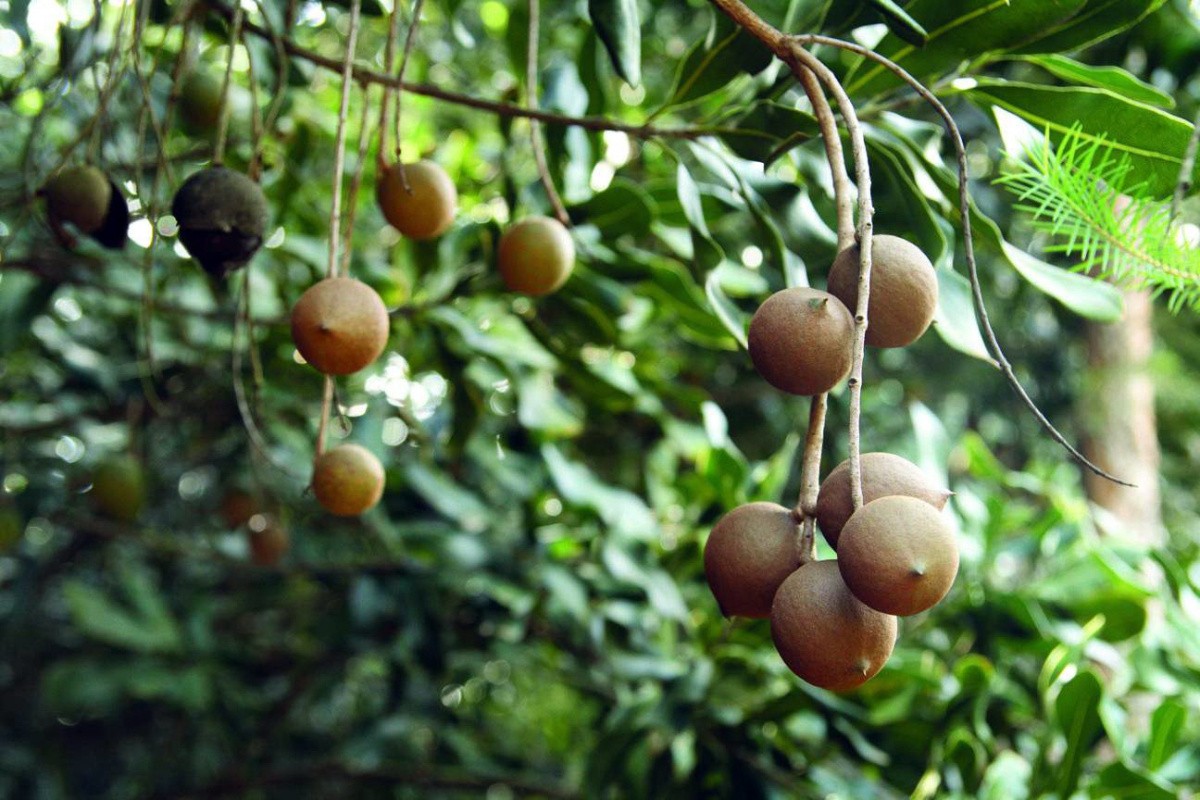 spanish-cedar3.jpg