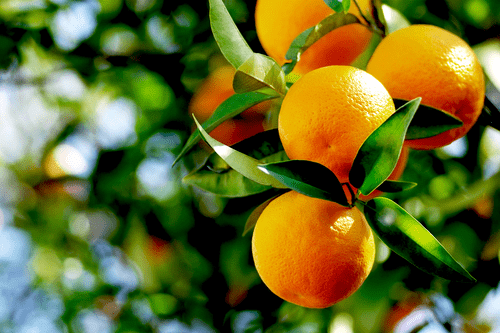 orange.png